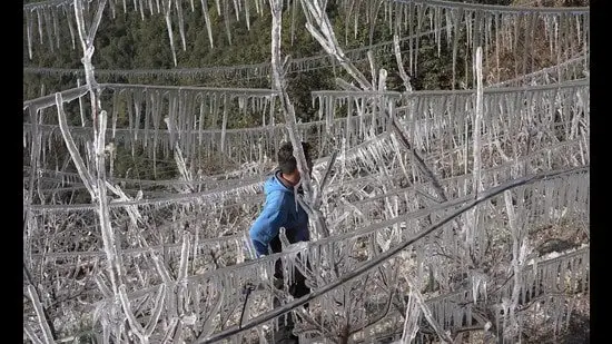 വരൾച്ചയെ അതിജീവിക്കാൻ നൂതന മാർഗങ്ങളുമായി ഹിമാചലിലെ ആപ്പിൾ കർഷകർ