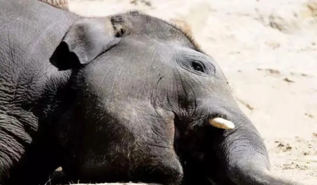 നാടൻ ബോംബ് വിഴുങ്ങിയ ആനകുട്ടിക്ക് ദാരുണാന്ത്യം, കർഷകൻ അറസ്റ്റിൽ