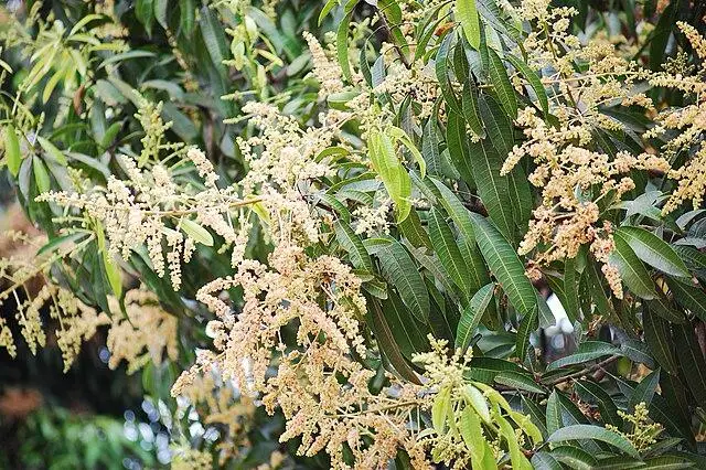 കേരളത്തിൽ ഇക്കുറി കനത്ത തണുപ്പ്, പൂത്തുലഞ്ഞ് മാവുകൾ