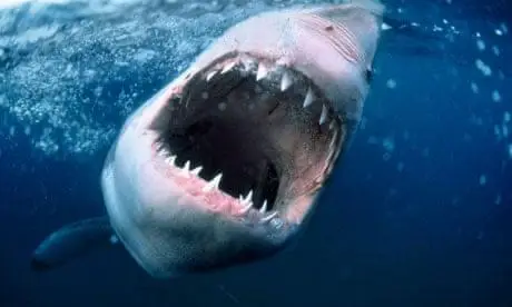 38 വർഷത്തിനിടയിലെ ഏറ്റവും ശക്തമായ മഴ പെയ്തു, പിന്നാലെയെത്തിയ സ്രാവുകൾ കടിച്ചു കീറിയത് 4 പേരെ