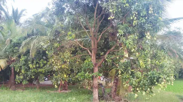 മാമ്പഴക്കാലം തിരിച്ചെത്തി; പക്ഷേ മുതലമടയിലെ കർഷകർക്ക് ചിരിക്കാൻ പറ്റുന്നില്ല