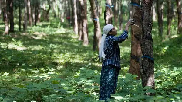 ഇത്തവണത്തെ തണുപ്പിൽ ലാഭം കൊയ്ത് കർഷകർ, കാലാവസ്ഥ കർഷകരുടെ വരുമാനം വർദ്ധിപ്പിച്ചു