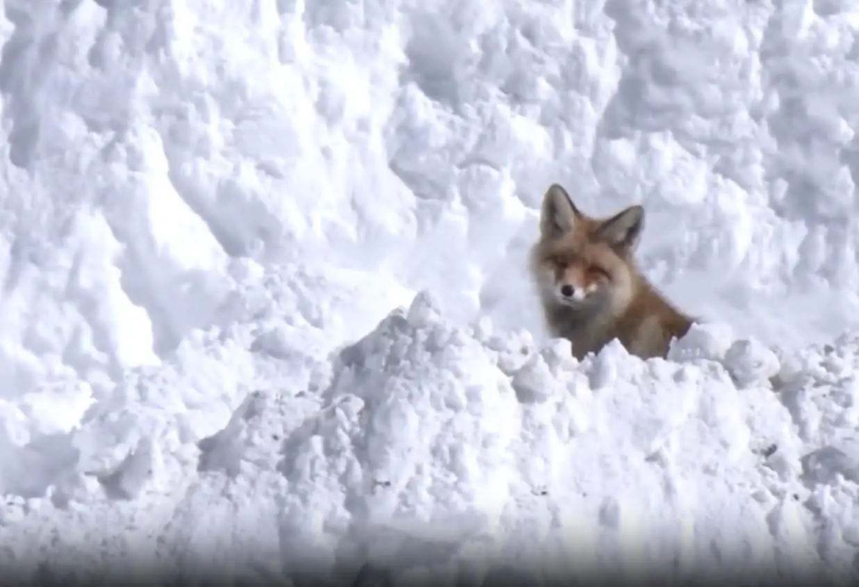 സോജില പാസിൽ അപൂർവ അതിഥി: കശ്മീരിൽ ഹിമാലയൻ റെഡ് കുറുക്കനെ കണ്ടെത്തി