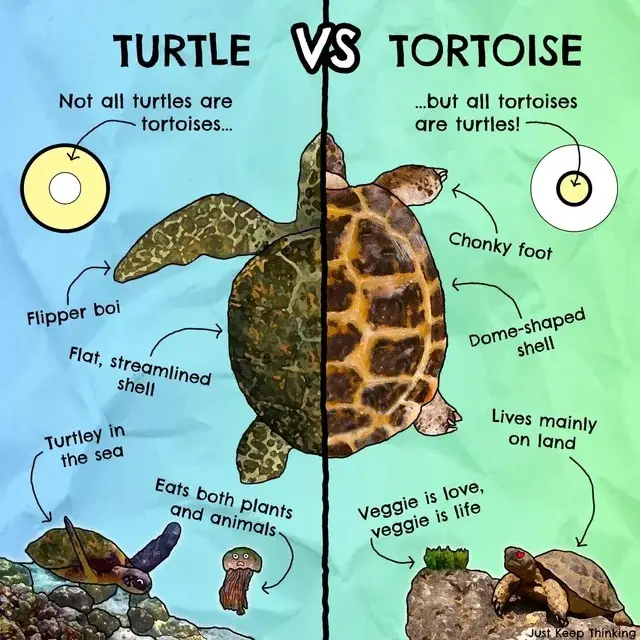 What is the difference between a turtle and a tortoise