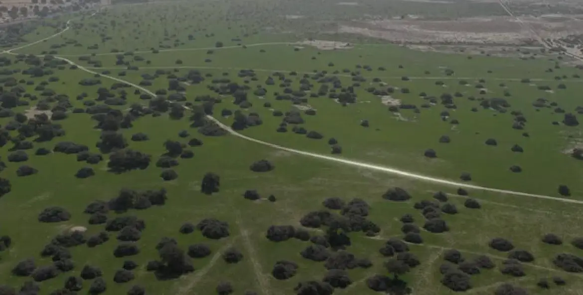 ഈ സീസണിൽ ലഭിച്ച കനത്ത മഴ മരുഭൂമിയിൽ പച്ചപ്പ്‌ നിറച്ചു, വനം കാണാനെത്തുന്നത് നിരവധി പേർ