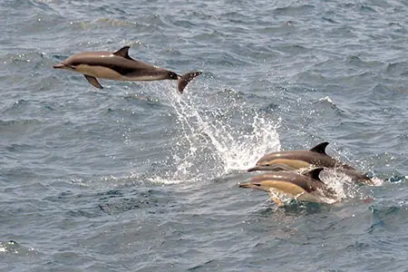 ഓരോ ദിവസവും ചൂട് കൂടിവരുന്നു, ഇങ്ങനെ പോയാൽ  സമുദ്രജീവികൾ കൂട്ടത്തോടെ നശിക്കുമെന്ന് ശാസ്‌ത്രജ്ഞർ