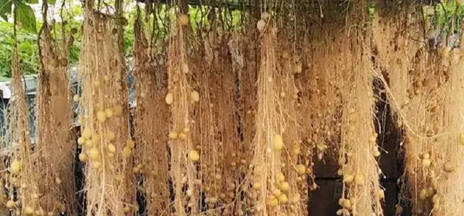 മണ്ണില്ലാതെ വായുവിൽ കൃഷി ചെയ്ത് ഗവേഷകർ, കർഷകർക്ക് കൂടുതൽ എളുപ്പമായി പുതിയ കണ്ടെത്തൽ