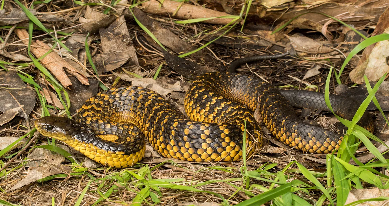 ചൂട് കൂടുന്നു, പാമ്പ് ശല്യവും കൂടുന്നു, ജനങ്ങൾ ഇക്കാര്യങ്ങൾ ശ്രദ്ധിക്കുക