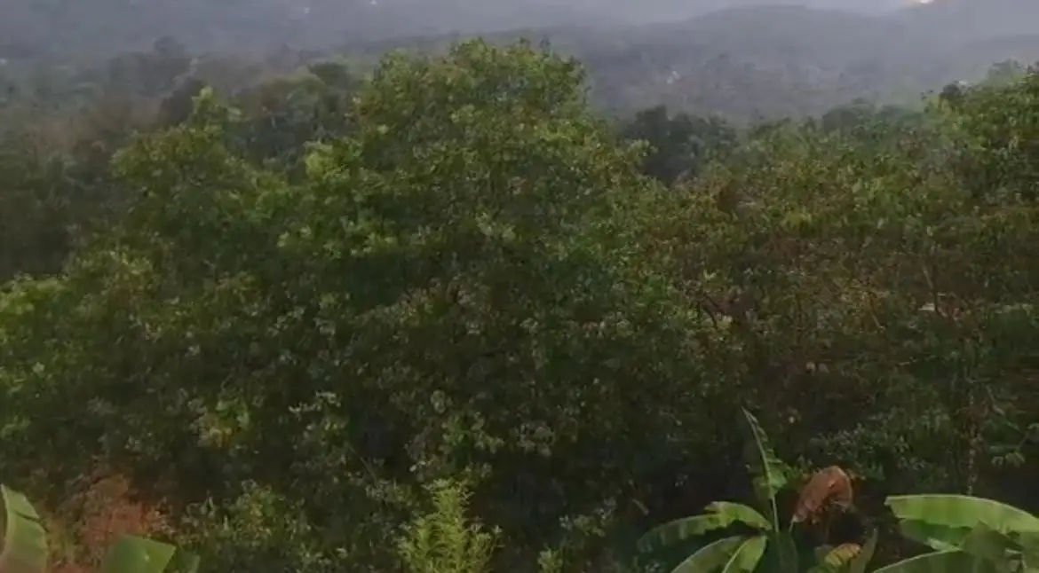 കേരളത്തിൽ ഉച്ചയ്ക്ക് ശേഷം പല ജില്ലകളിലും ഇടിയോടുകൂടിയ മഴ എത്തും