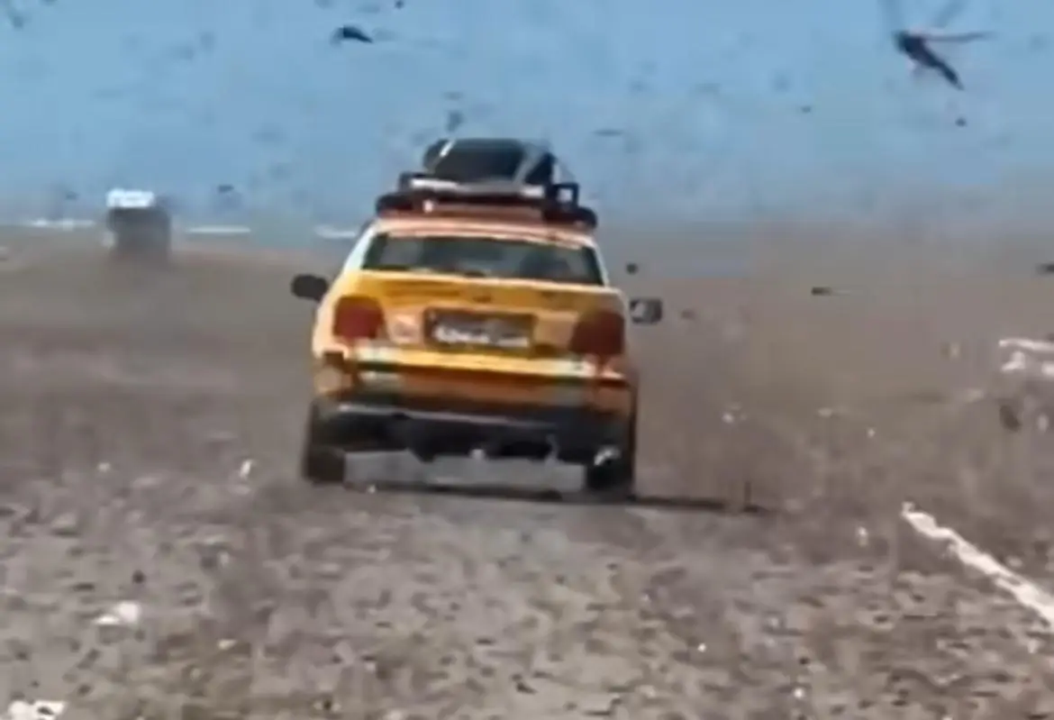 സഹാറ മരുഭൂമിയിൽ വെട്ടുകിളി ശല്യം ശക്തമാകുന്നു, കൂട്ടമായെത്തുന്നത് ദശലക്ഷകണക്കിന് വെട്ടുകിളികൾ