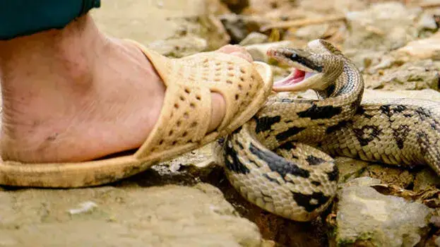 ചൂട് കടുക്കുന്നു, പാമ്പുകളുടെ സാന്നിധ്യം കൂടും, ഇണചേരൽ കാലം, വീടിൻ്റെ തണുപ്പ് കൂടുതലുള്ള ഭാഗങ്ങളിൽ ജാഗ്രത വേണം