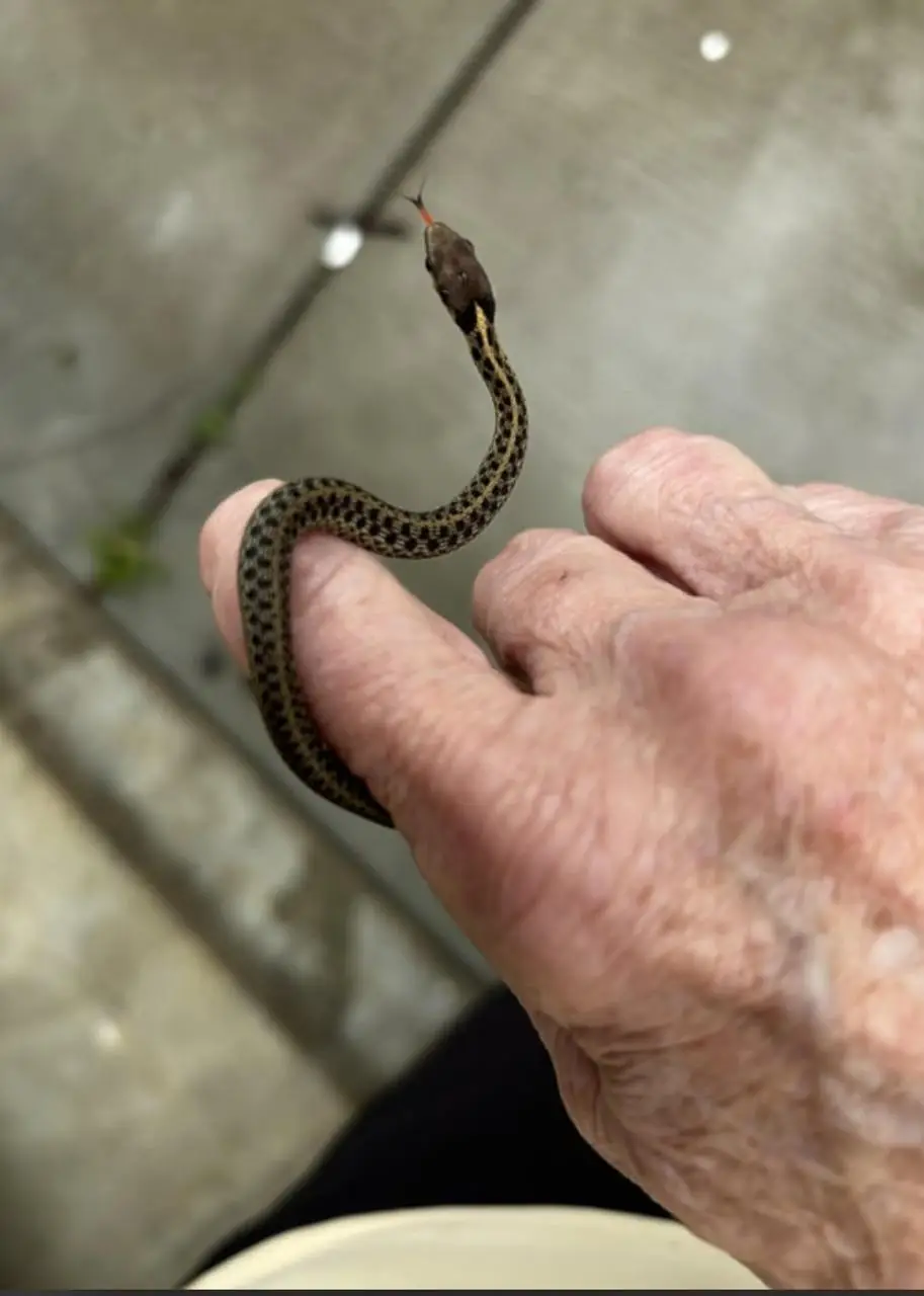 the-heat-is-getting-worse-the-presence-of-snakes-will-increase-it-is-mating-season-you-need-to-be-careful-in-the-coldest-parts-of-the-house