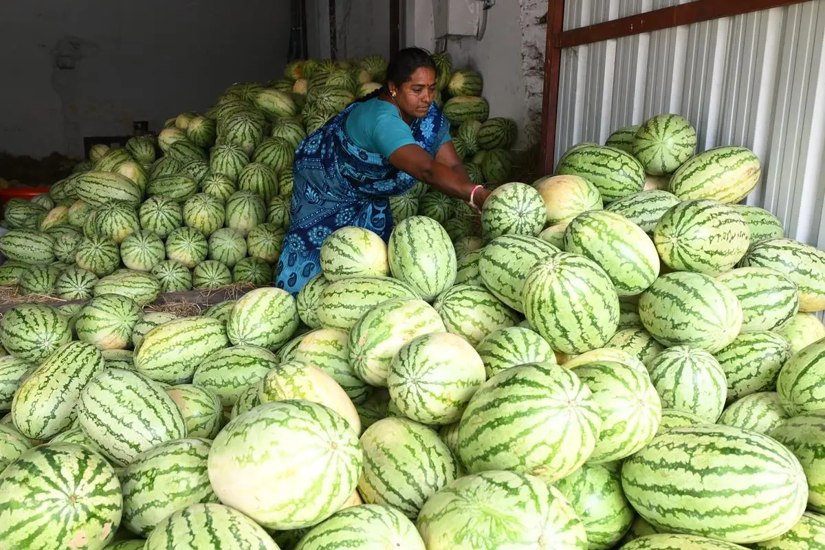 ഈ ആഴ്ച മഴയ്ക്ക് സാധ്യതയില്ല, വേനൽച്ചൂട് ഉയരുന്നു, തണ്ണിമത്തൻ വിൽപ്പനയിൽ വൻ കുതിപ്പ്