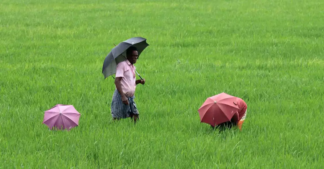 സംസ്ഥാന വിള ഇൻഷുറൻസ് സേവനങ്ങൾ ഇനി എയിംസ് 2.0-ൽ; കർഷകർ നോമിനി വിവരങ്ങൾ പുതുക്കണം