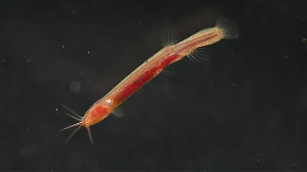 കണ്ണില്ല, തലയോട്ടിയുമില്ല, പുതിയ ഇനം ഭൂഗർഭജല മത്സ്യത്തെ കണ്ടെത്തി