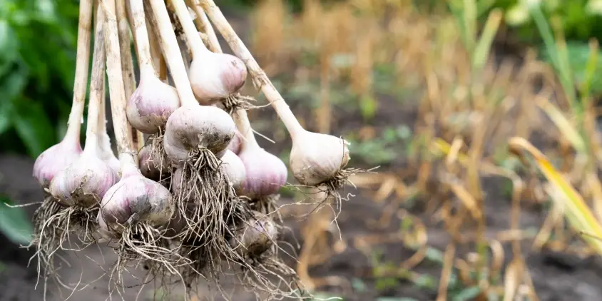 അധിക ചിലവില്ല, കൂടുതൽ സ്ഥലവും വേണ്ട, വീട്ടിൽ തന്നെ എളുപ്പത്തിൽ വെളുത്തുള്ളി കൃഷി ചെയ്ത് വരുമാനം നേടാം