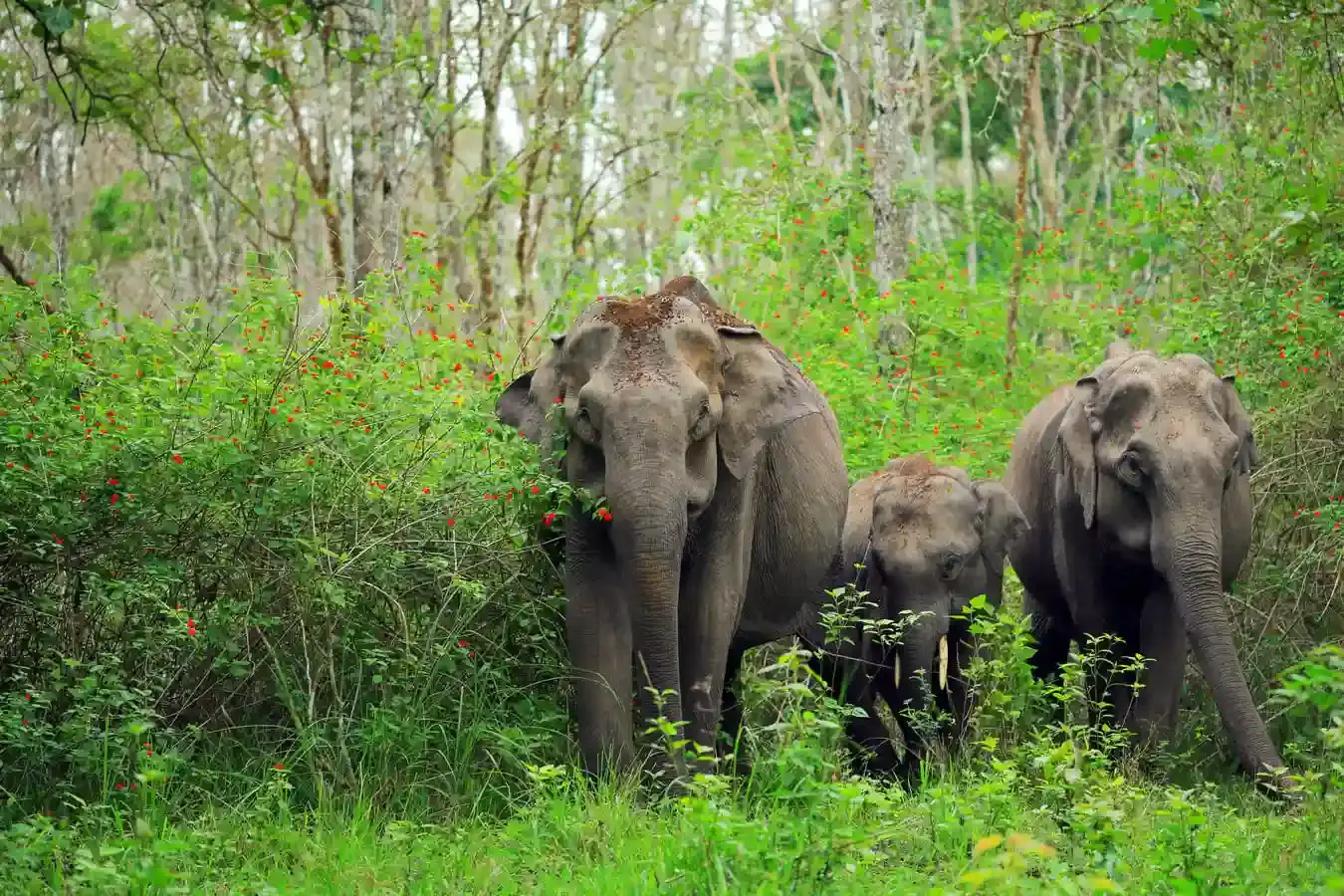 കേരളത്തിലെ വന്യജീവി ആക്രമണം തടയാൻ കാട്ടിൽ ഫലവൃക്ഷങ്ങളും കുളങ്ങളും, പദ്ധതിക്കായി ജർമൻ ബാങ്കിൽനിന്ന് വായ്പ