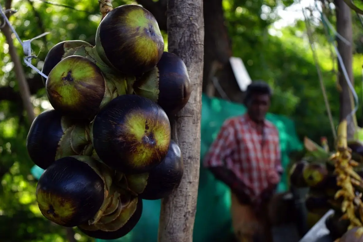 Ice Apple (Nungu): The Natural Way to Beat the Summer Heat