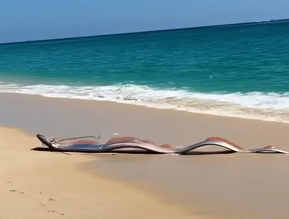 ദുരന്തത്തിന് മുൻ സൂചനയോ? കടലിൽ 3000 അടി ആഴത്തിൽ മാത്രം ജീവിക്കുന്ന ഡൂംസ്ഡേ ഫിഷ് കടൽ തീരത്ത്, വൈറലായി വീഡിയോ