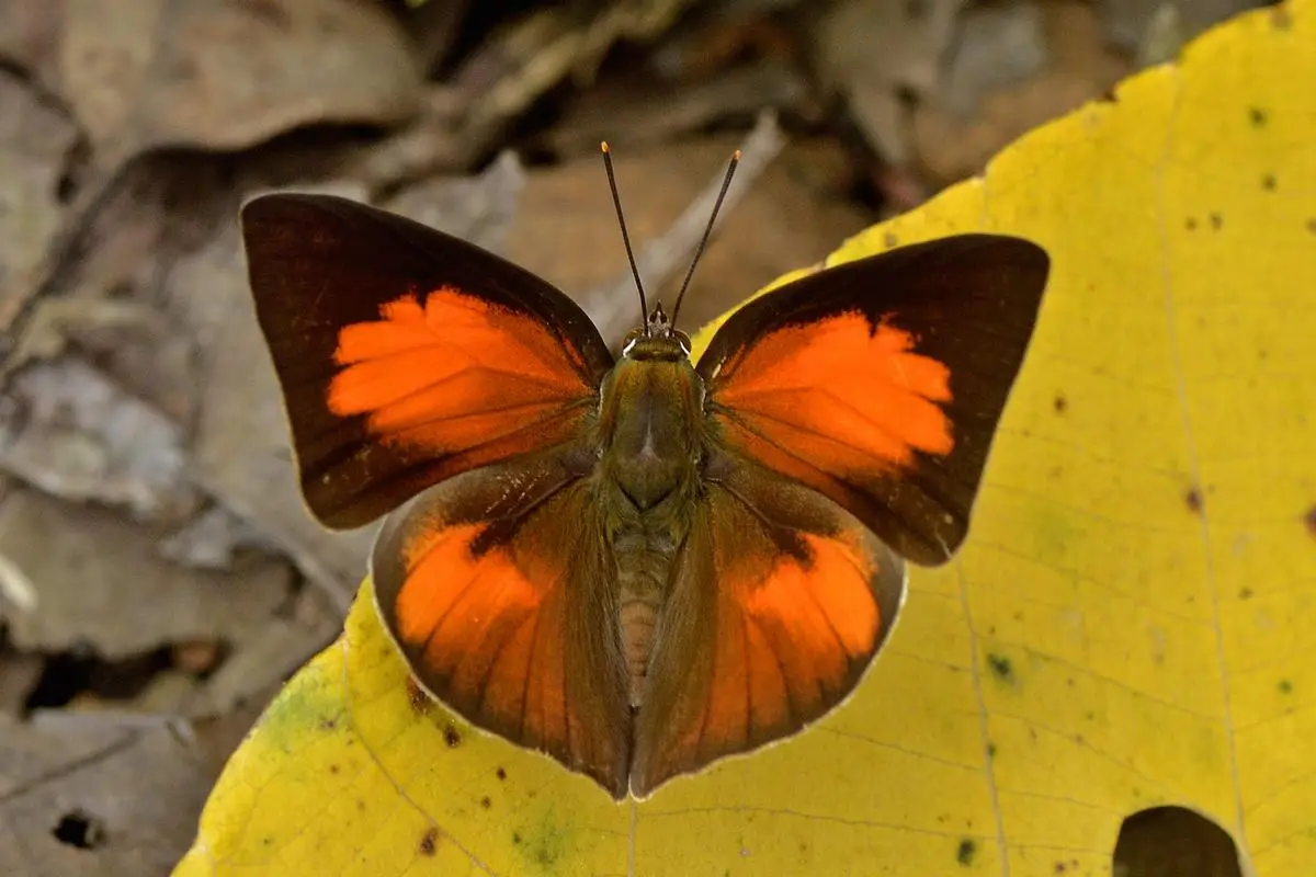 വാഴച്ചാൽ വനമേഖലയിൽ 26 പുതിയ ജീവിവർഗങ്ങൾ കൂടി; ജന്തുജാല സർവേയിൽ സമൃദ്ധമായ ജൈവ വൈവിധ്യം കണ്ടെത്തി