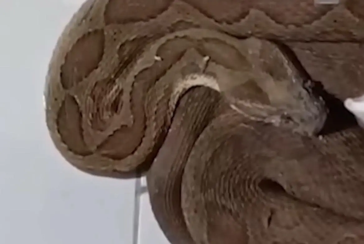 കണ്ണൂർ ചെറുകുന്നിൽ കട്ടിലിനടിയിൽ അണലി; ചൂടുകാലത്ത് ജനലും വാതിലും തുറന്നിടുമ്പോൾ ജാഗ്രത വേണം