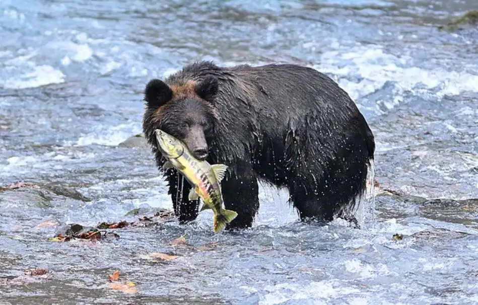 കാലാവസ്ഥ മാറ്റം സമുദ്രജീവികളെ മാറ്റിമറിക്കുന്നു: ശാസ്ത്രജ്ഞരുടെ മുന്നറിയിപ്പ്