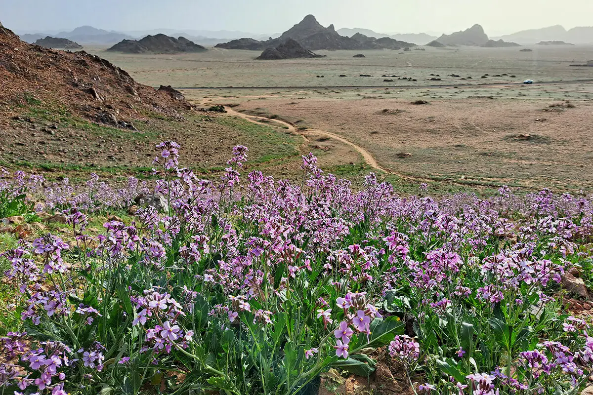 സൗദിയിൽ വസന്തകാലം തുടങ്ങി; ഇനി ദിനദൈർഘ്യം ക്രമേണ ഉയരും, പ്രകൃതിക്ക് പുതുജീവൻ