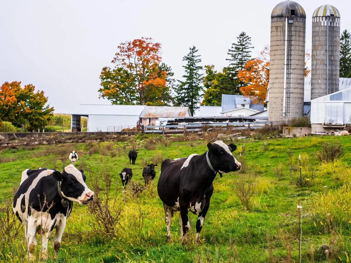 കാലാവസ്ഥ മാറുന്നു; കൃഷി തകർന്നു, 650 പശുക്കൾക്ക് ഭക്ഷണം വാങ്ങാൻ കർഷകൻ കടത്തിൽ