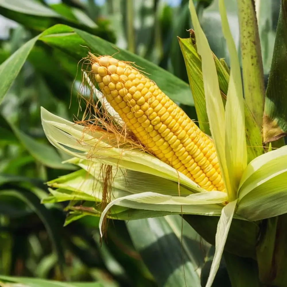 മഴയും ആലിപ്പഴമഴയും റാബി വിളകൾക്ക് നാശം വിതച്ചു,  ഖരിഫ് സീസണിൽ കർഷകർക്ക് ആകർഷണമായി എണ്ണവിളകളും പയർവിളകളും  