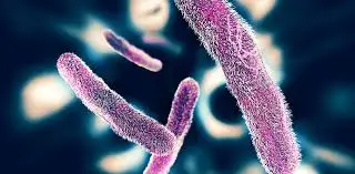  കോഴിക്കോട് ഇരട്ട ഭീഷണി: ഷിഗല്ലയും പക്ഷിപ്പനിയും ആശങ്ക ഉയർത്തുന്നു