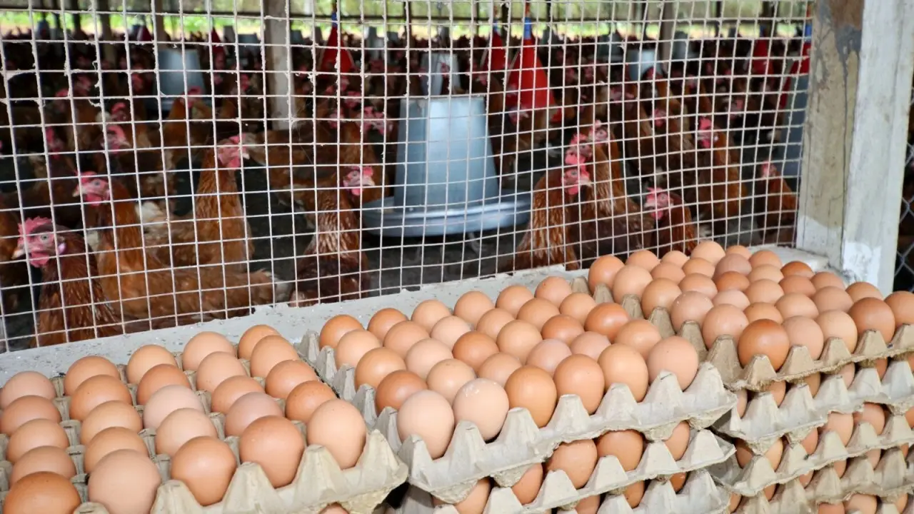 പശ്ചിമേഷ്യൻ സംഘർഷം: കയറ്റുമതി തടസ്സം, മുട്ടവില ഇടിഞ്ഞു, കർഷകർ ഗുരുതര പ്രതിസന്ധിയിൽ