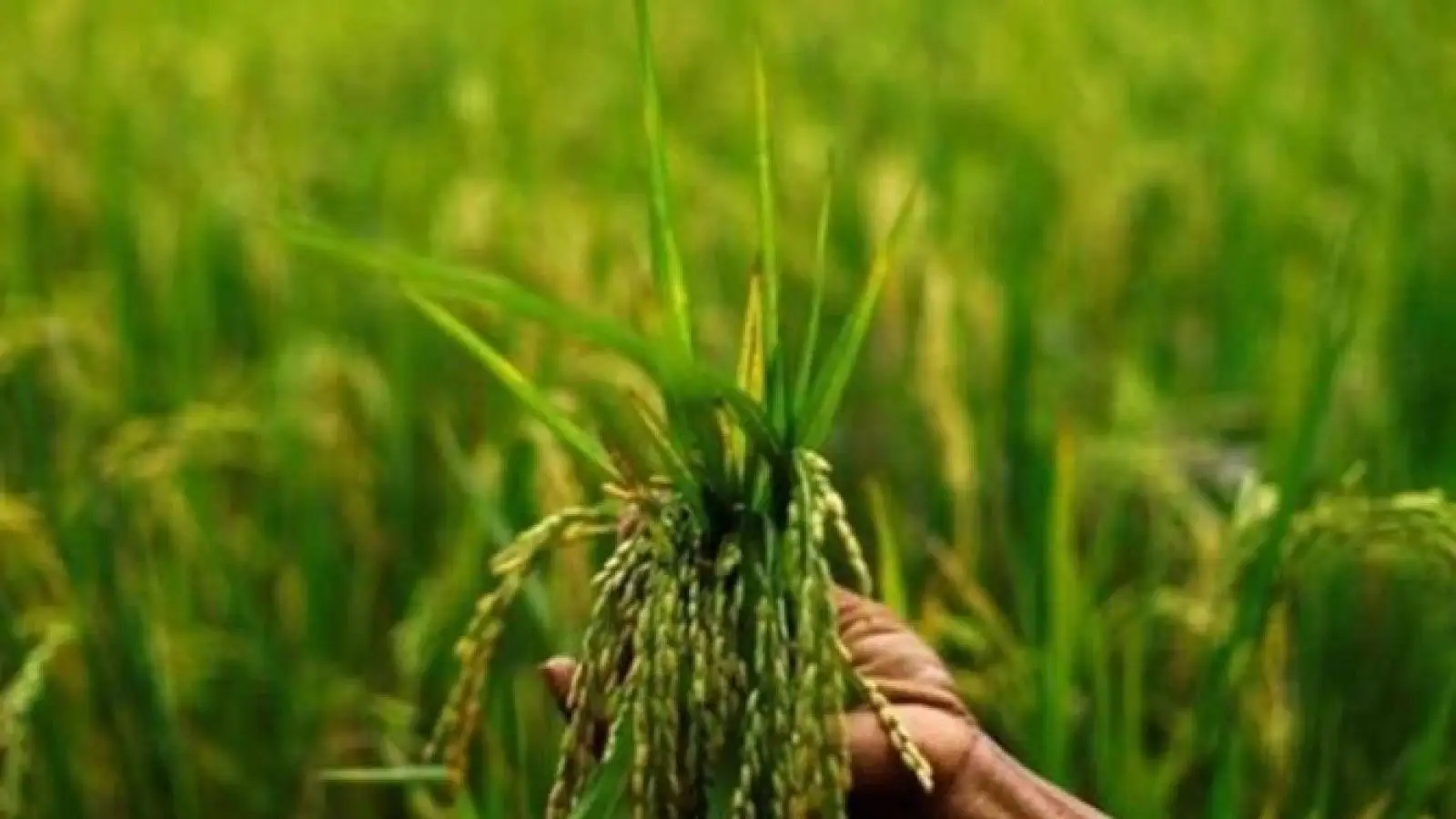 പശ്ചിമേഷ്യൻ സംഘർഷം: വളം ലഭ്യതയിൽ ആശങ്ക; റഷ്യ കയറ്റുമതി നിയന്ത്രണം കടുപ്പിച്ചു, മഴക്കാല കൃഷിക്ക് തിരിച്ചടി 