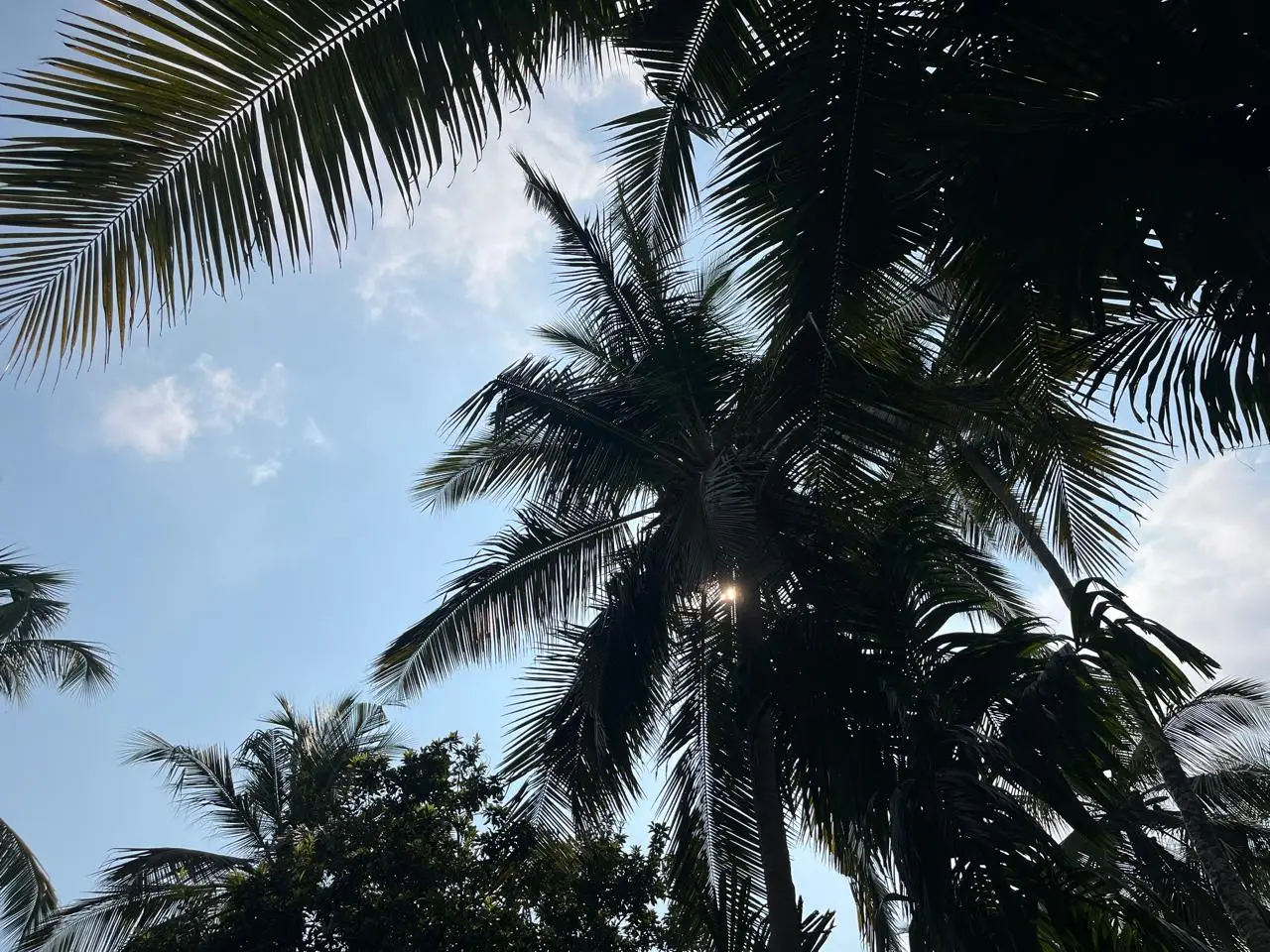 വെയിലും ഈർപ്പവും കൂടിയ കാലാവസ്ഥ: ജനജീവിതത്തെ പ്രതിസന്ധിയിലാക്കുന്നു