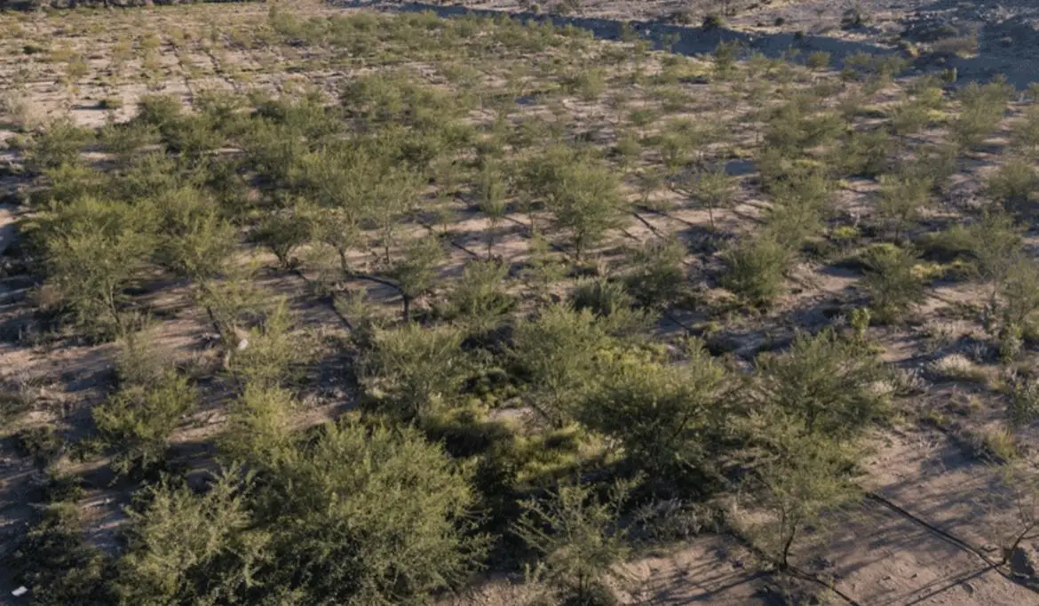 സൗദി അറേബ്യ മരുഭൂമിയിൽ നിന്ന് പച്ചപ്പിലേക്ക്, 10 ലക്ഷം ഹെക്ടർ ഭൂമി പുനരുജ്ജീവിപ്പിച്ചു