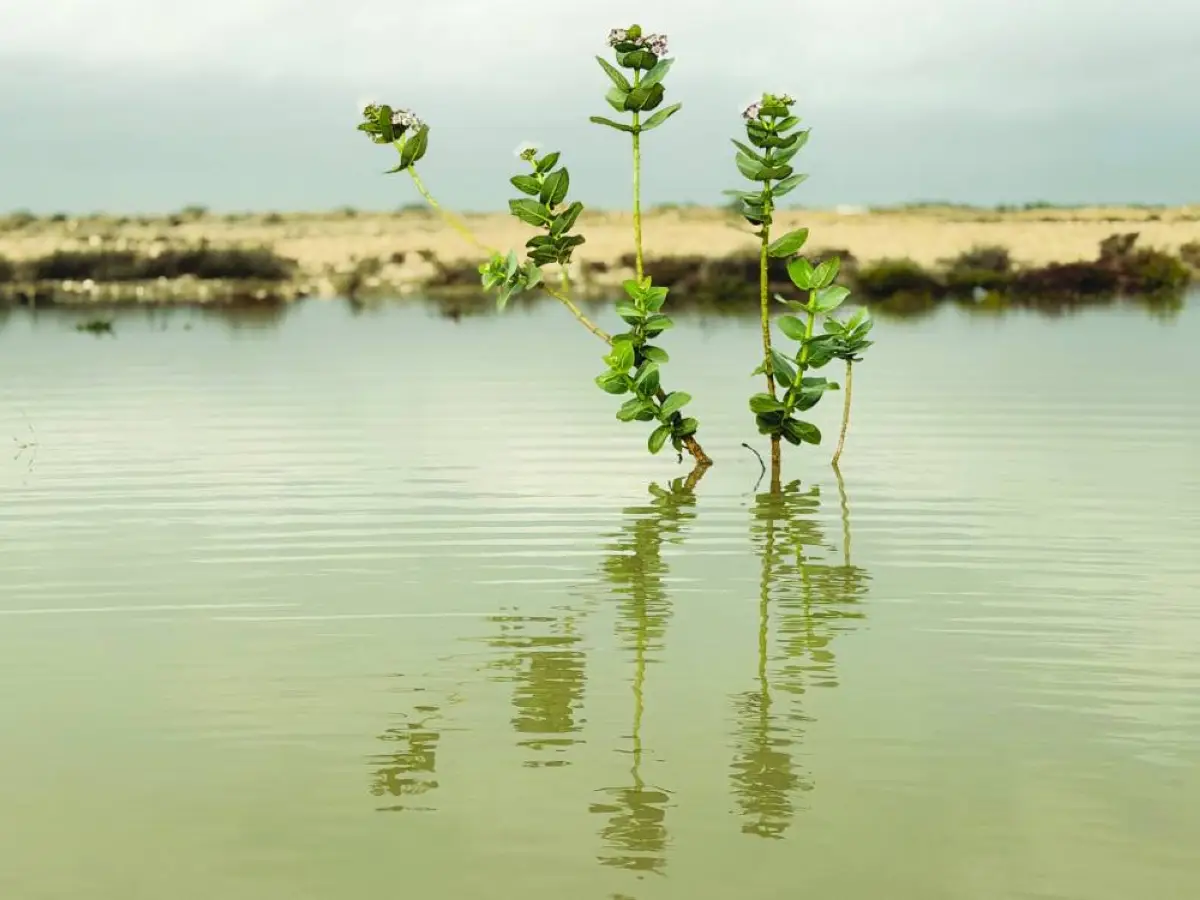 ഖത്തറിൽ മഴക്കാലത്തിന് പിന്നാലെ പച്ചപ്പിൻറെ തിരിച്ചുവരവ്; കർശന നിയന്ത്രണങ്ങൾ ഫലം കണ്ടു; മരുഭൂമി പച്ചപ്പായി