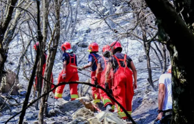 ഖത്തറില്‍ മഴക്കെടുതി: വനമരങ്ങളെ രക്ഷിക്കാന്‍ അടിയന്തര നടപടി 
