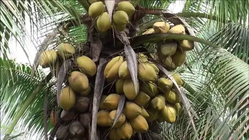 തെങ്ങിൻ കൃഷിയിൽ വിളവ് കുറയുന്നു: പരിഹാര മാർഗങ്ങൾ എന്തെല്ലാം?