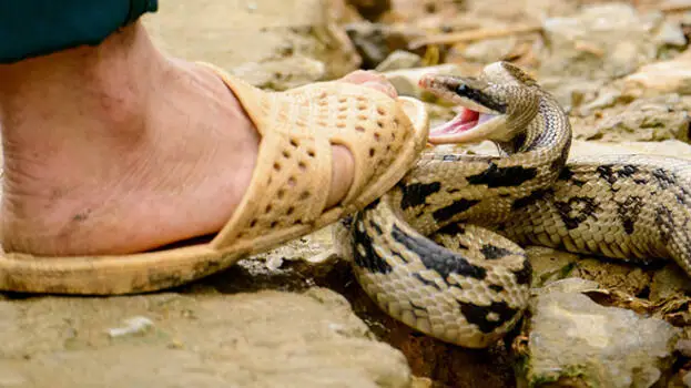 ചൂട് കഠിനമാകുമ്പോൾ വിഷപ്പാമ്പുകൾ ജനവാസ മേഖലയിലേക്ക് – ജാഗ്രത വേണം