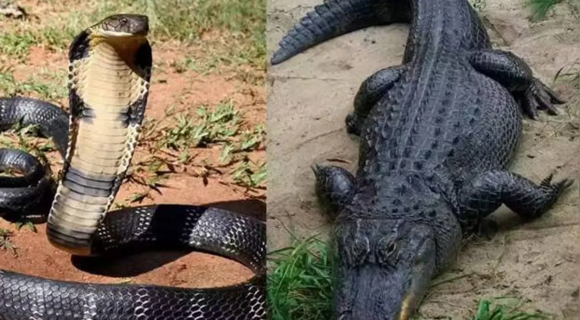 ഇന്ത്യൻ അതിർത്തി കാക്കാൻ പ്രകൃതിദത്ത പ്രതിരോധം, കാവലായ് പാമ്പും, മുതലയും, വേറിട്ട പരീക്ഷണം