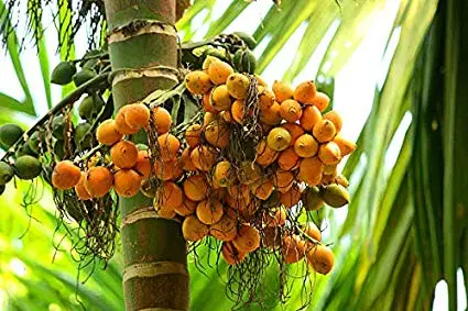 കീടബാധയും രോഗങ്ങളും ചൂടും അടയ്‌ക്ക, റബ്ബർ, ഏലം ഉൽപാദനത്തിൽ ഇടിവ്, വിപണിയിൽ വില കുതിക്കുന്നു