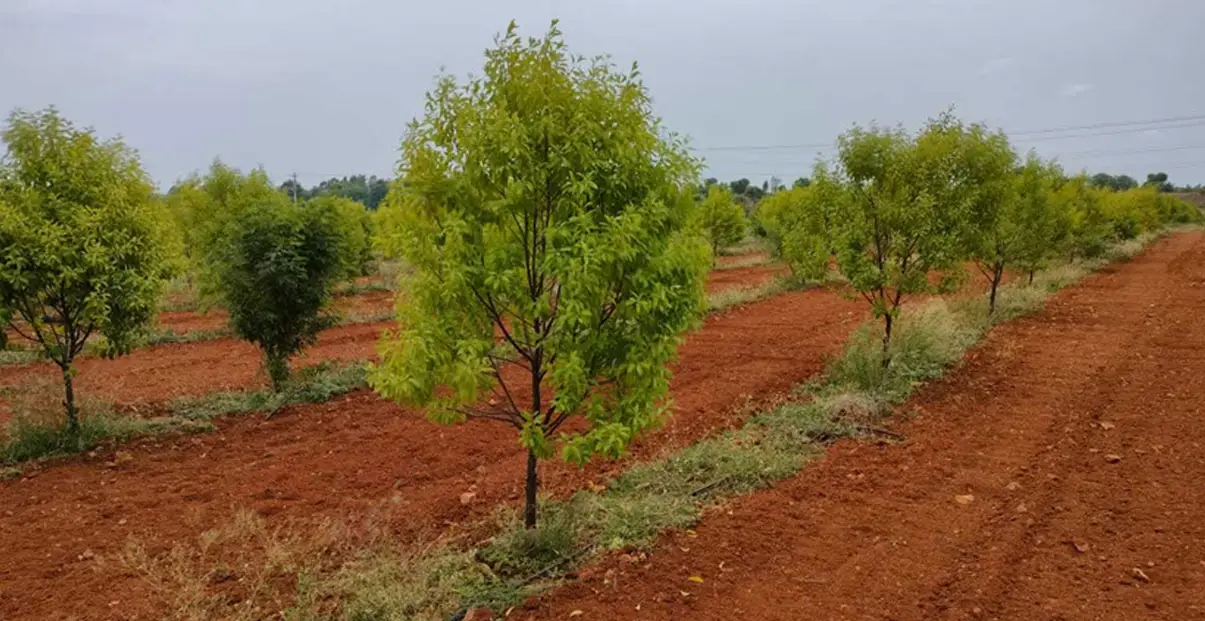 വീട്ടു മുറ്റത്തും പറമ്പിലും 30 മരം നട്ടാൽ 1 കോടി വരെ വരുമാനമുണ്ടാക്കാം