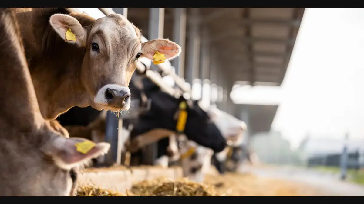 കേരളത്തിൽ ചൂട് ഉയരുന്നു, പാൽ ഉൽപ്പാദനം കുറയുന്നു, ക്ഷീരമേഖല പ്രതിസന്ധിയിൽ