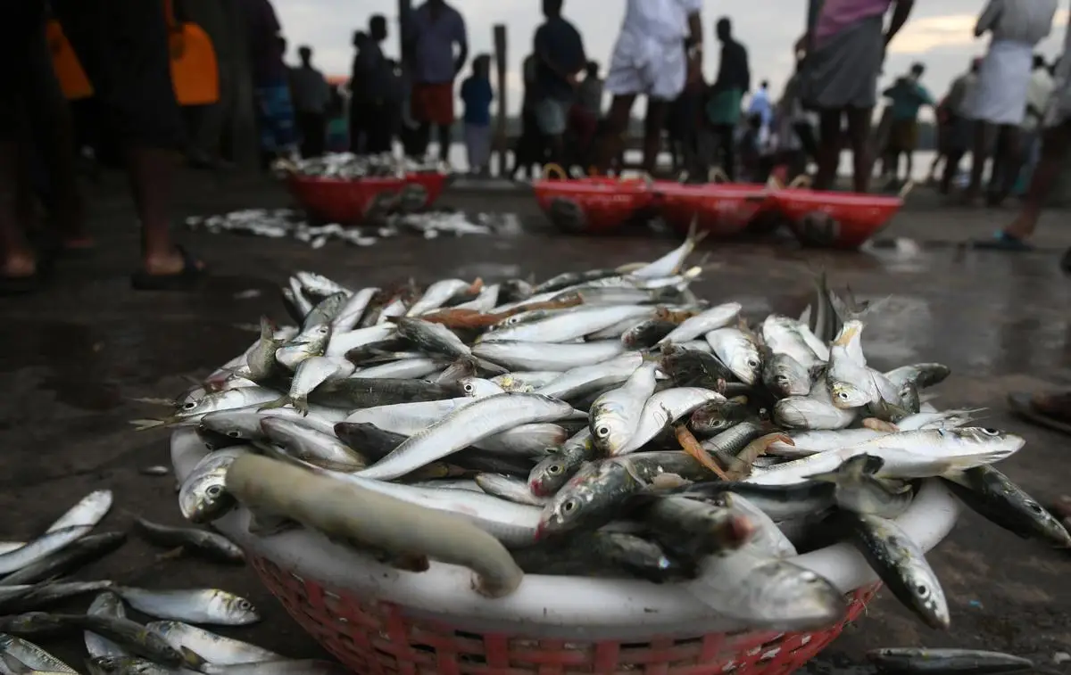 ചൂട് കാരണം നല്ല മീൻ കിട്ടാനുമില്ല, കിട്ടുന്ന മീൻ വില താങ്ങാനാവുന്നുമില്ല, കേരളത്തിലെ മത്സ്യവിപണി കൈവിട്ടു പോയി ?