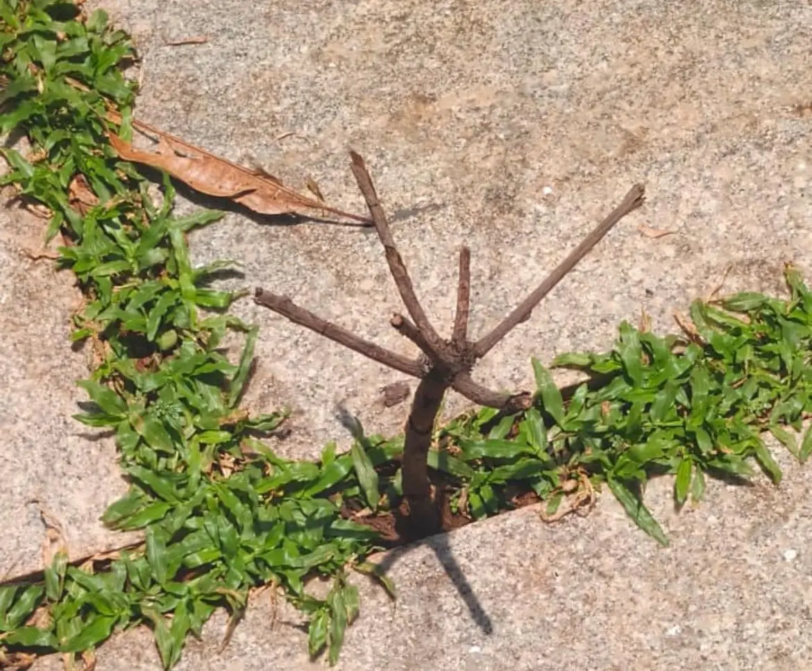zero shadow day വടക്കൻ കേരളത്തിലുമെത്തി, ഇനി വെറും രണ്ട് നാൾ മാത്രം ബാക്കി