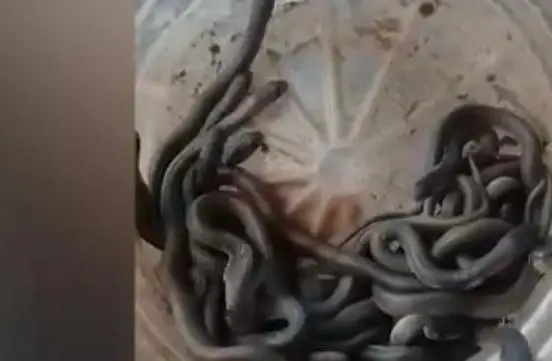 വയനാട്ടിൽ വീട്ടുപരിസരത്ത് നിന്ന് മൂർഖൻ പാമ്പിനേയും 25 കുഞ്ഞുങ്ങളേയും പിടികൂടി, വീഡിയോ കാണാം