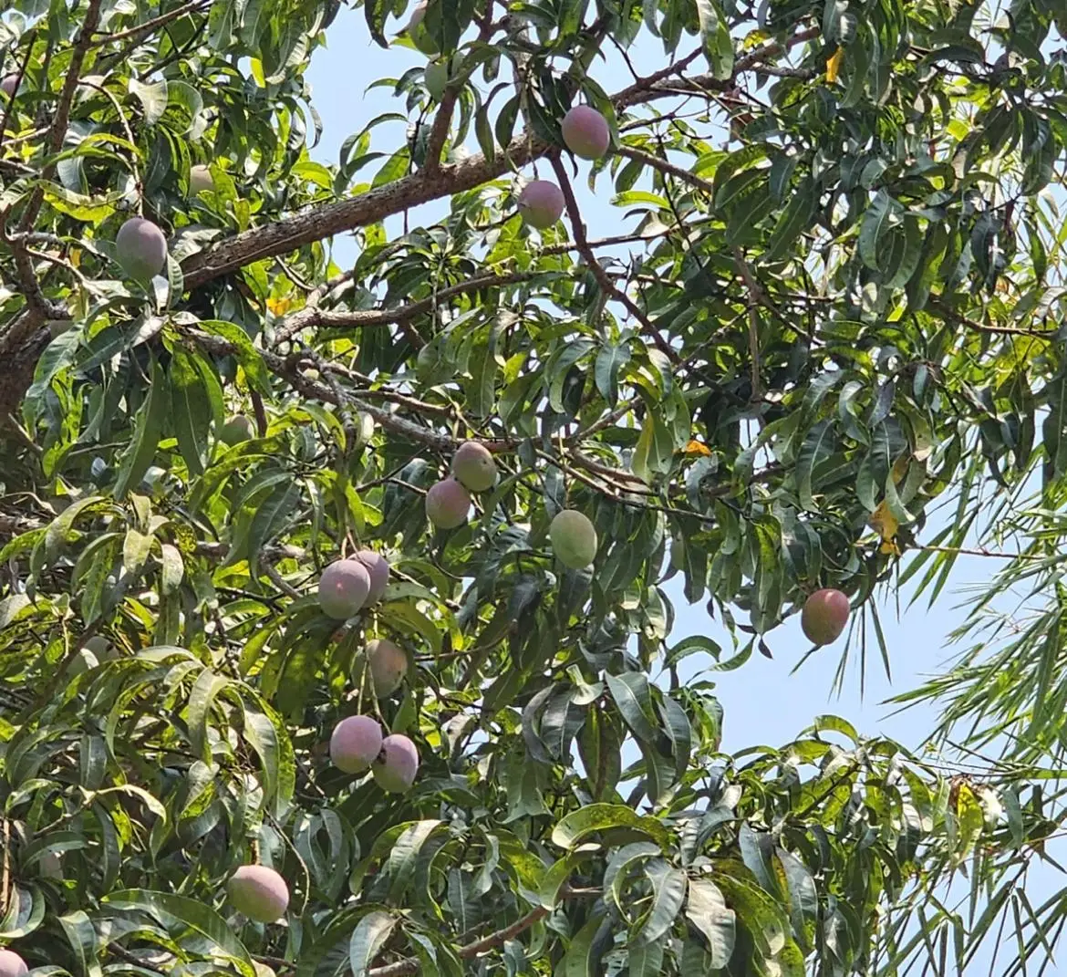 മധുരം 2026: മാമ്പഴങ്ങളുടെ മഹാമേളയ്ക്ക് തുടക്കം