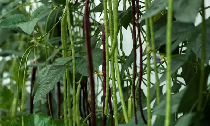 വീട്ടുവളപ്പിൽ പച്ച പയർ കൃഷി: ആരോഗ്യവും വരുമാനവും ഒരുമിച്ച്