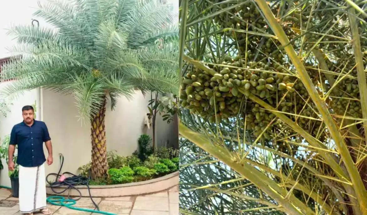 ചൂട് കൂടിയപ്പോൾ ഈന്തപ്പഴം കേരളത്തിലും കായ്ച്ചു, കാലാവസ്ഥാ വ്യതിയാനം തുണച്ചു