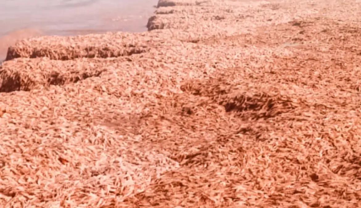 മസ്‌കത്ത് തീരത്ത് ചെമ്മീൻ ചത്തടിഞ്ഞു ; കാരണം കാലാവസ്ഥാ മാറ്റങ്ങൾ