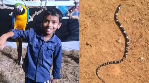 പാമ്പുകടിയേറ്റ് മരണം; വീടിന് ചുറ്റും തീയിട്ട് വനം വകുപ്പ്, വീണ്ടും രണ്ട് പാമ്പിനെ കൂടി പിടികൂടി